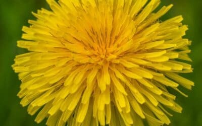 Goodyear Researching Dandelion-Based Natural Rubber with DOD