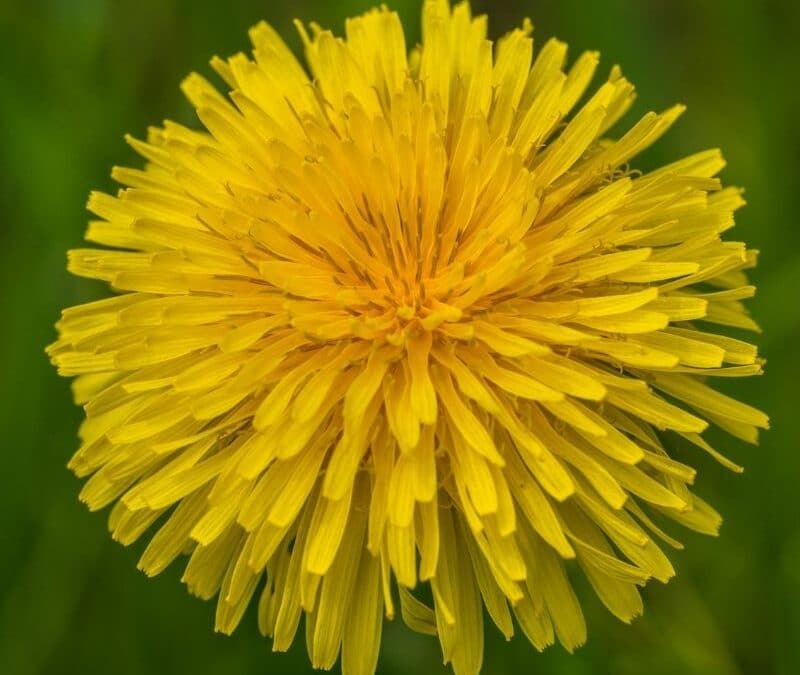 Goodyear Researching Dandelion-Based Natural Rubber with DOD